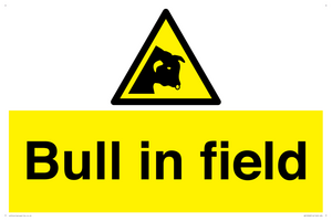 Bull in field